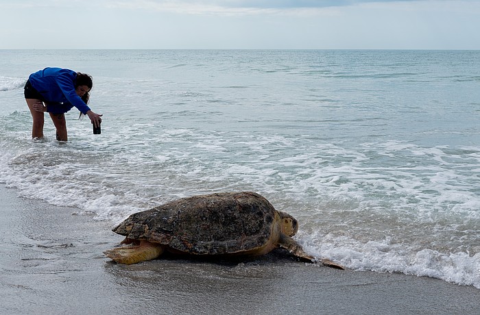 Little Buoy wasted no time dragging herself into the Gulf Thursday, Feb. 26 after being rehabilitated at Mote Marine Laboratory’s City Island research facility.