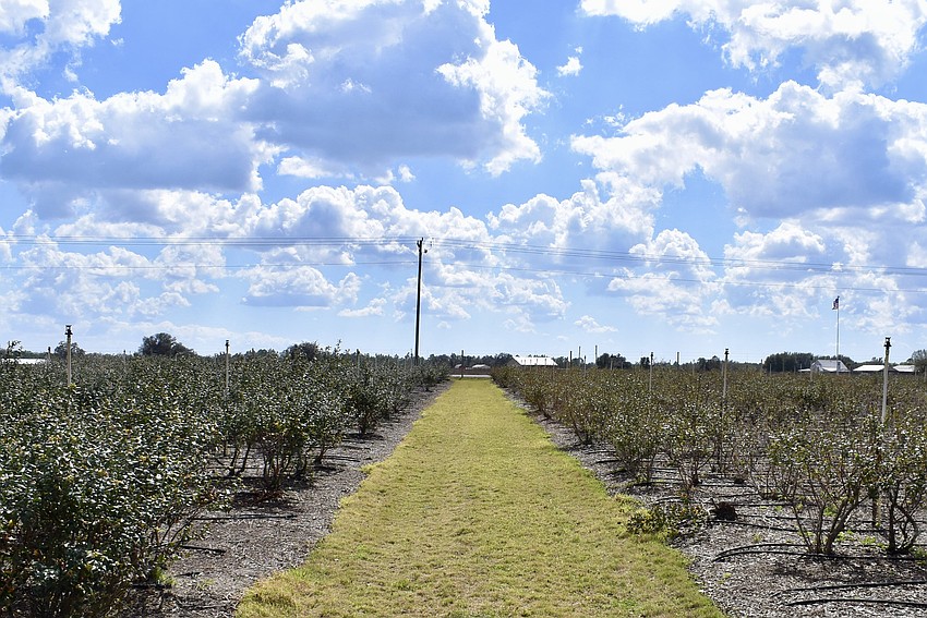 One blueberry plant on the right of the path remains toppled over from the weight of the ice wall.