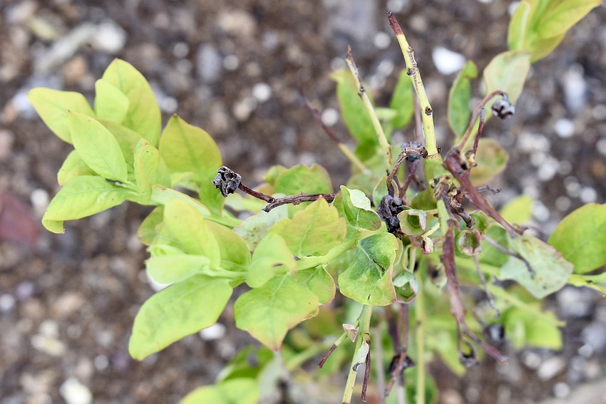 These shriveled up berries didn't survive the cold snap.