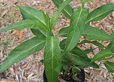 Pink Milkweed is a native, re-seeding plant, dormant in winter, that draws monarch and queen butterflies.
