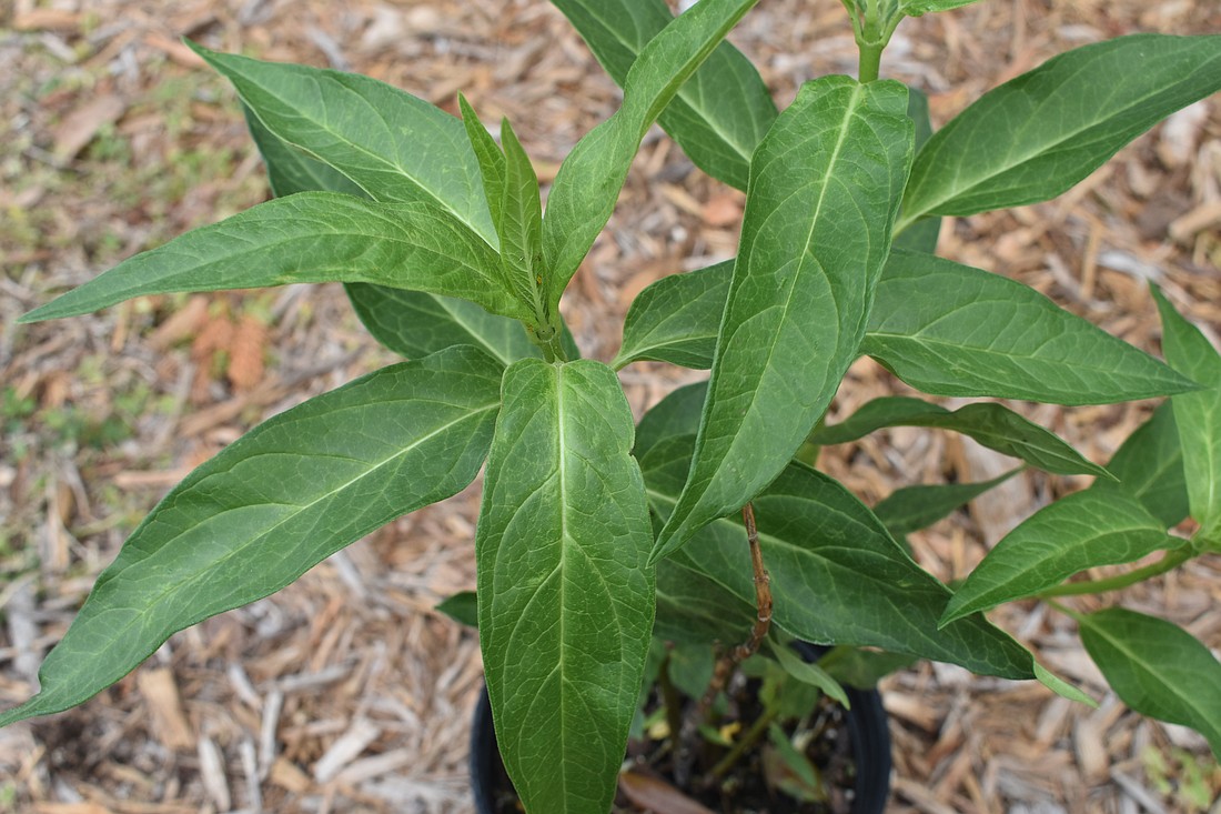 Pink Milkweed is a native, re-seeding plant, dormant in winter, that draws monarch and queen butterflies.