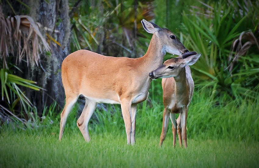 Gordon Silver took this photo of a mother deer with one of her fawns in Del Webb of Lakewood Ranch.