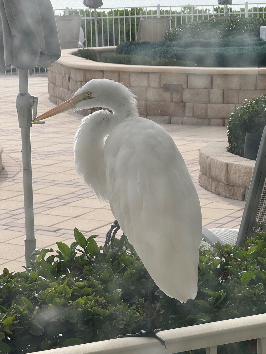Donna Jablonski took this photo of an egret waiting for the rain to pass on Longboat Key.