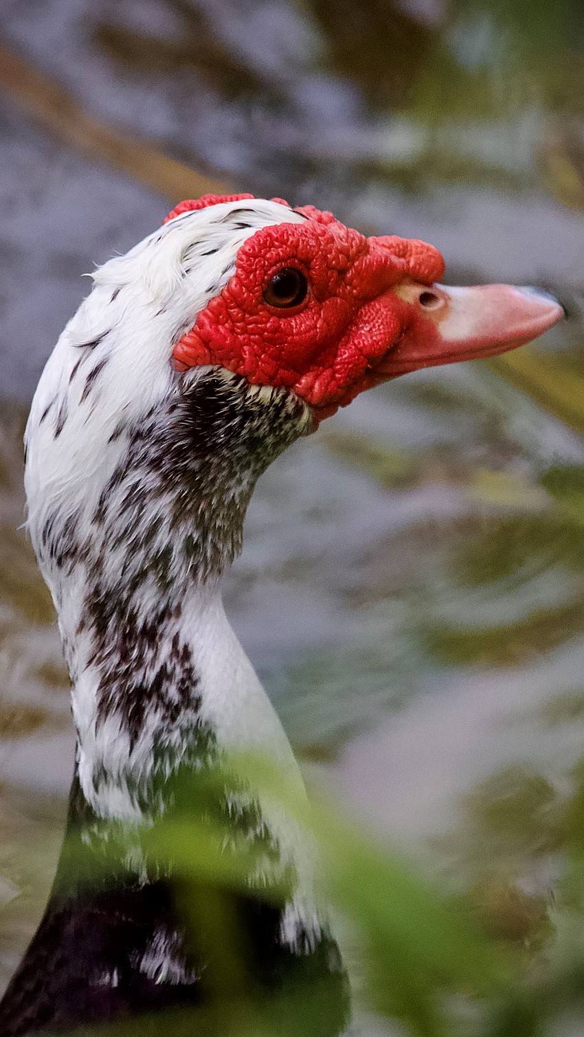 Thomas Bader took this photo of a muscovy duck near on Mystic Lake in Sarasota.