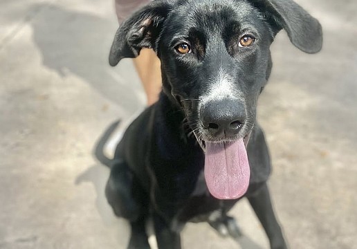 Magpie is in training to seek out nests for Sea Turtle Inc.