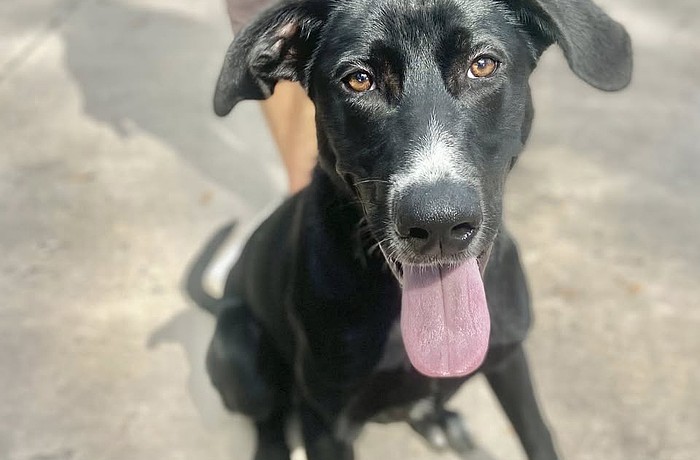 Magpie is in training to seek out nests for Sea Turtle Inc.