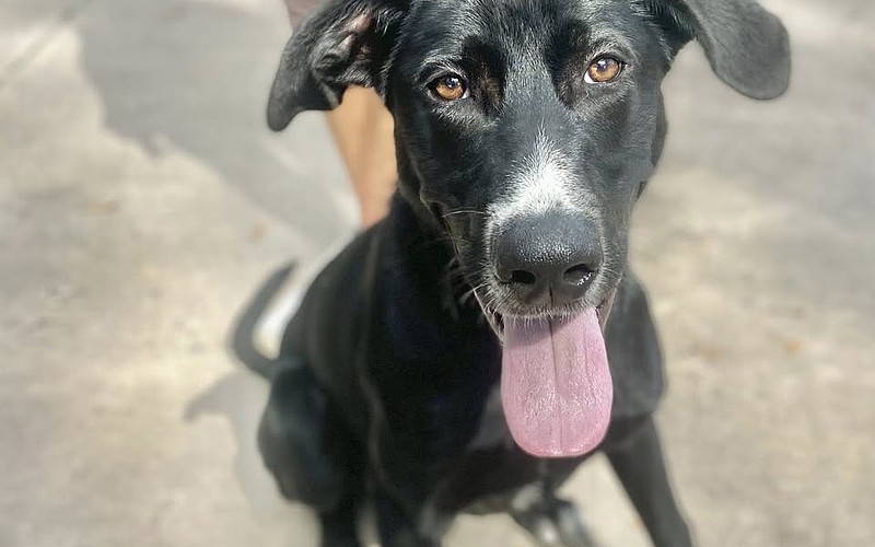 Magpie is in training to seek out nests for Sea Turtle Inc.