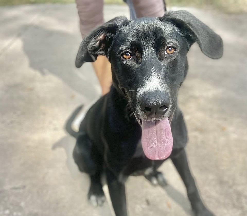 Magpie is in training to seek out nests for Sea Turtle Inc.