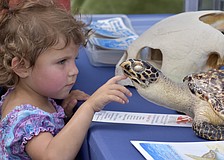 Kiana Nahale, 3, meets a hawksbill turtle.