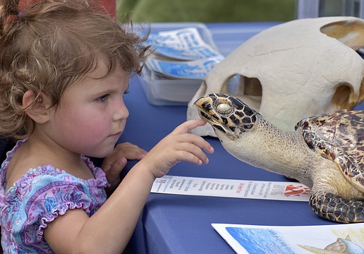 Kiana Nahale, 3, meets a hawksbill turtle.
