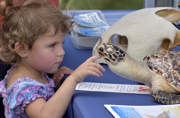 Kiana Nahale, 3, meets a hawksbill turtle.