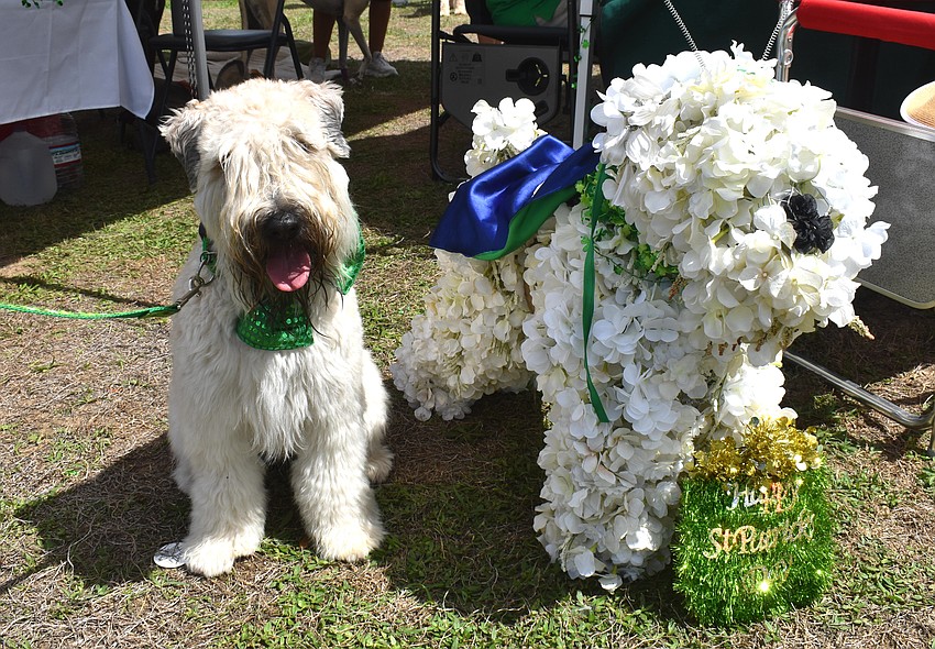 Oliver, a 2-year-old soft-coated Wheaten terrier, poses with his twin made out of flowers at the Irish Celtic Festival.