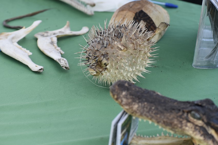 Educational items are set out at Stocking Savvy Environmental Consulting.