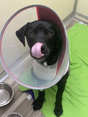 Photo of Bear recovering, by Caroline Johnson