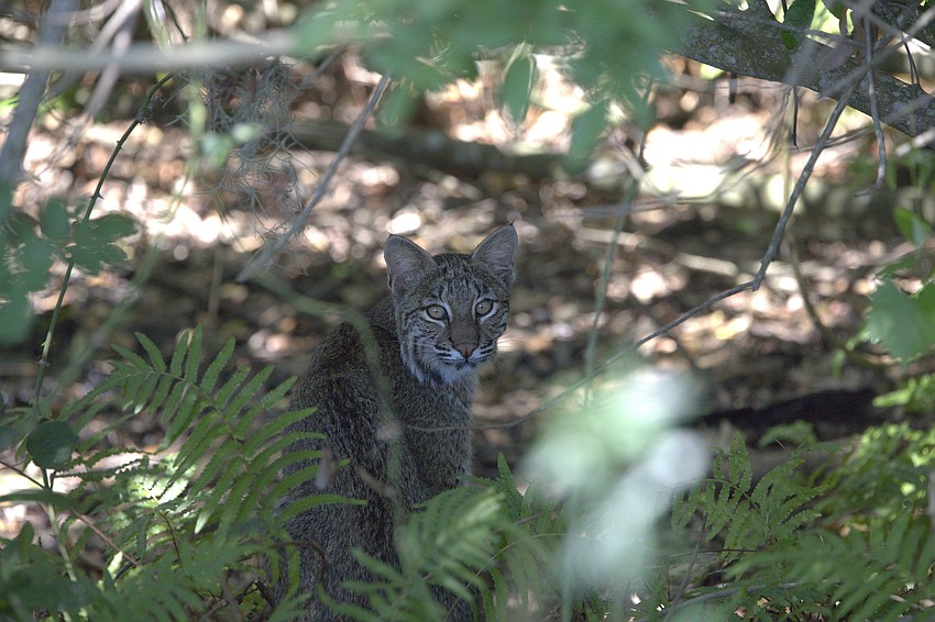 Bobcats often are seen on the golf course at the Ritz-Carlton Members Club of Lakewood Ranch.