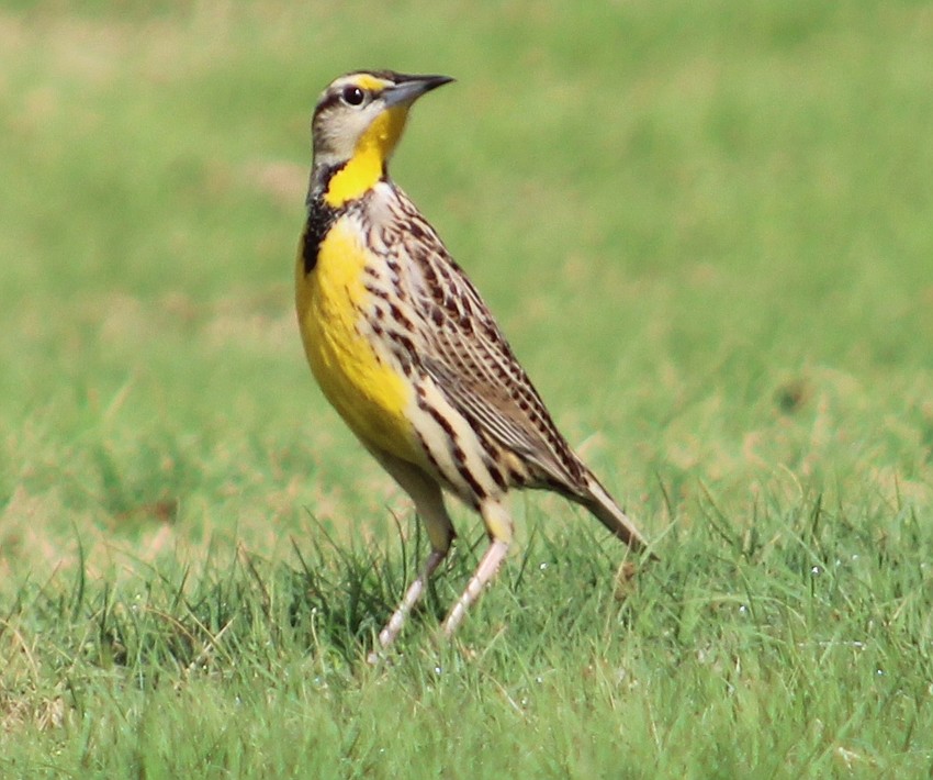 An Eastern meadowlark is right at home on the golf course at the Ritz-Carlton Members Club in Lakewood Ranch