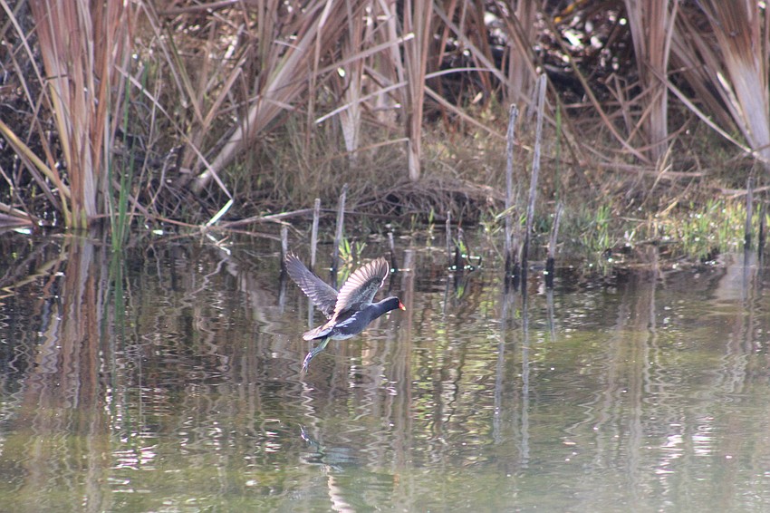Wildlife thrives at the Ritz-Carlton Members Club golf course in Lakewood Ranch.