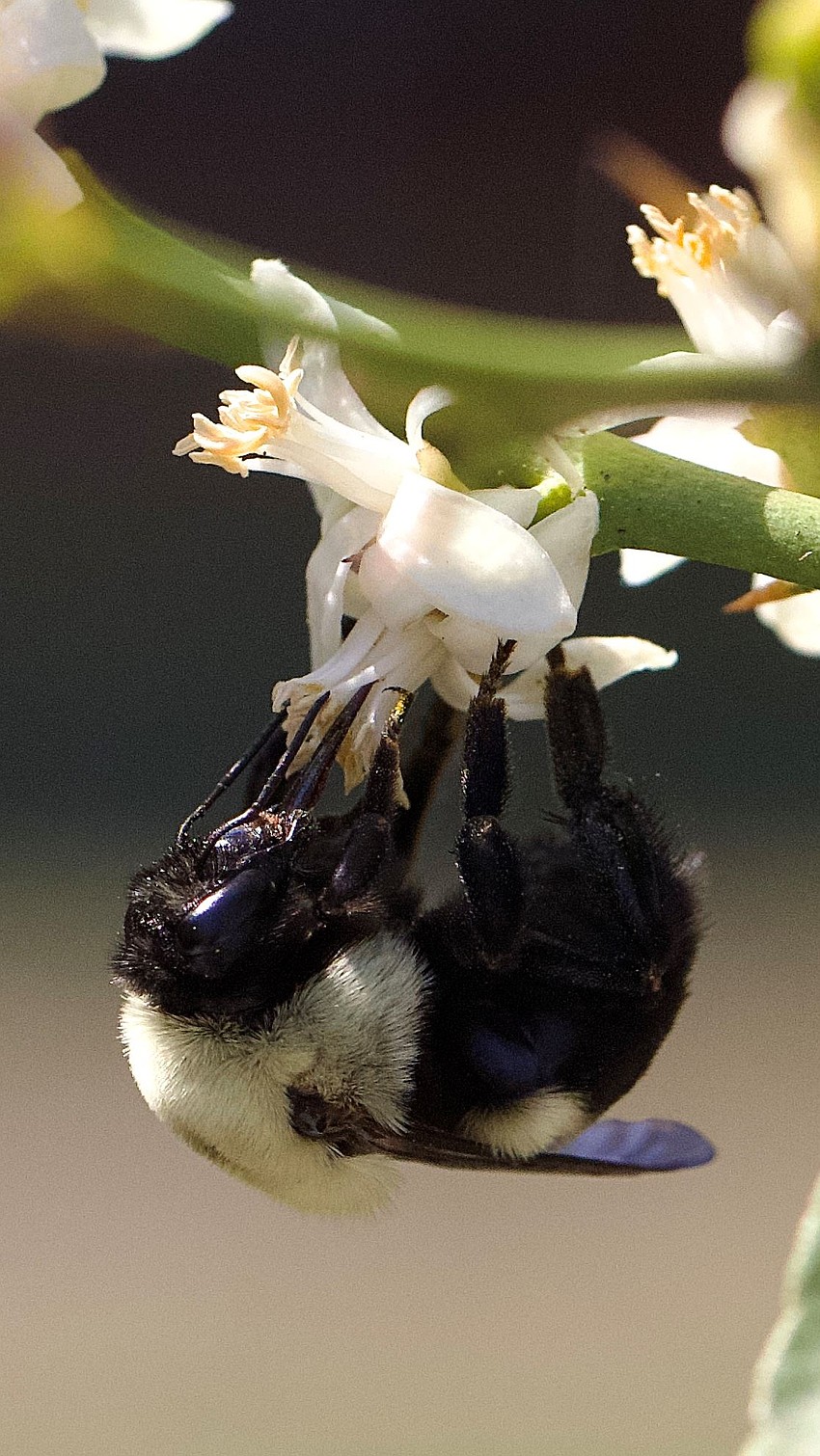 Thomas Bader took this photo of a bee pollinating a lime tree in Sarasota Springs.