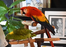 Moni, a yellow-naped Amazon and Amber, a Scarlet macaw, spend time in the Leonard Reid House.