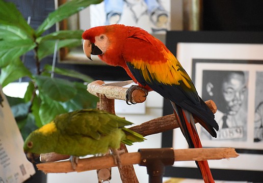 Moni, a yellow-naped Amazon and Amber, a Scarlet macaw, spend time in the Leonard Reid House.