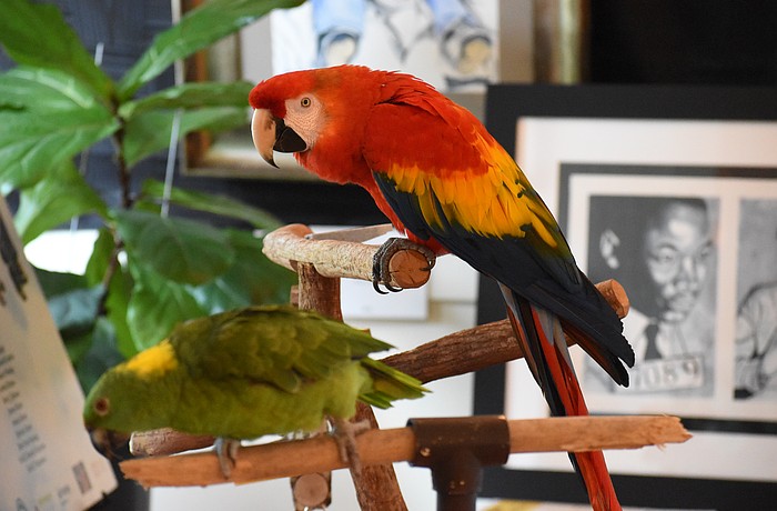 Moni, a yellow-naped Amazon and Amber, a Scarlet macaw, spend time in the Leonard Reid House.