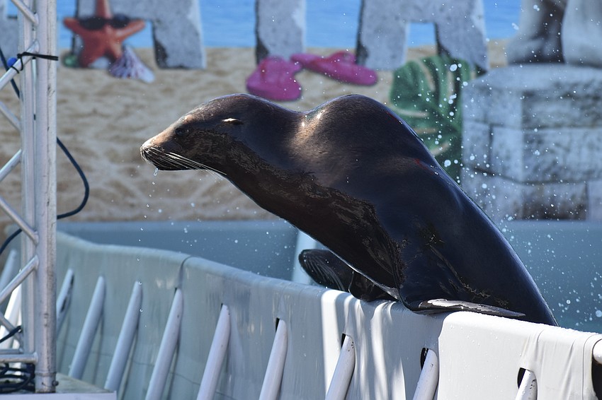 A sea lion emerges from the water.