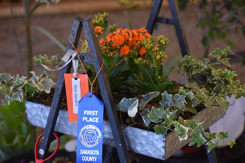 A dish garden is decorated with a first place ribbon in the gardening tent.