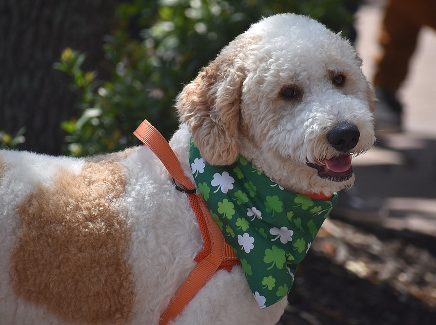 Benny, a 1-year-old Aussiedoodle and Bernedoodle mix, attends the St. Patrick's Day celebration wearing his lucky bandana.