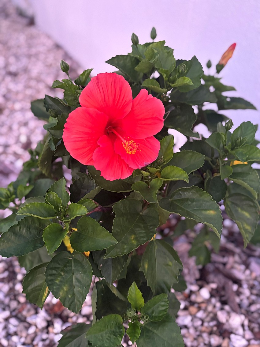 Kelly Taylor took this photo of a freshly bloomed hibiscus at the Longboat Key Yacht Club.