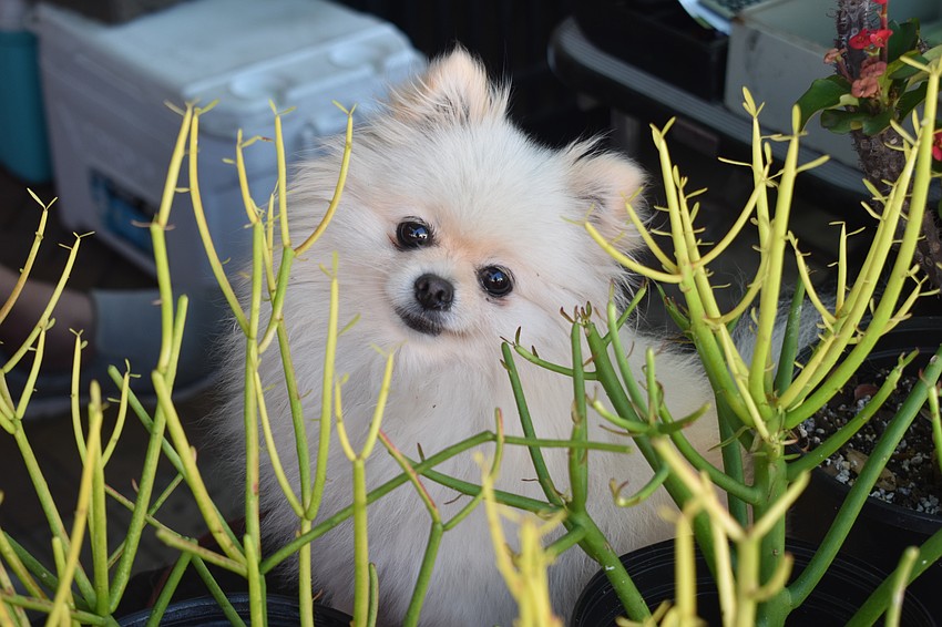 Yuki strikes a pose at the High Quality Backyard Produce tent.