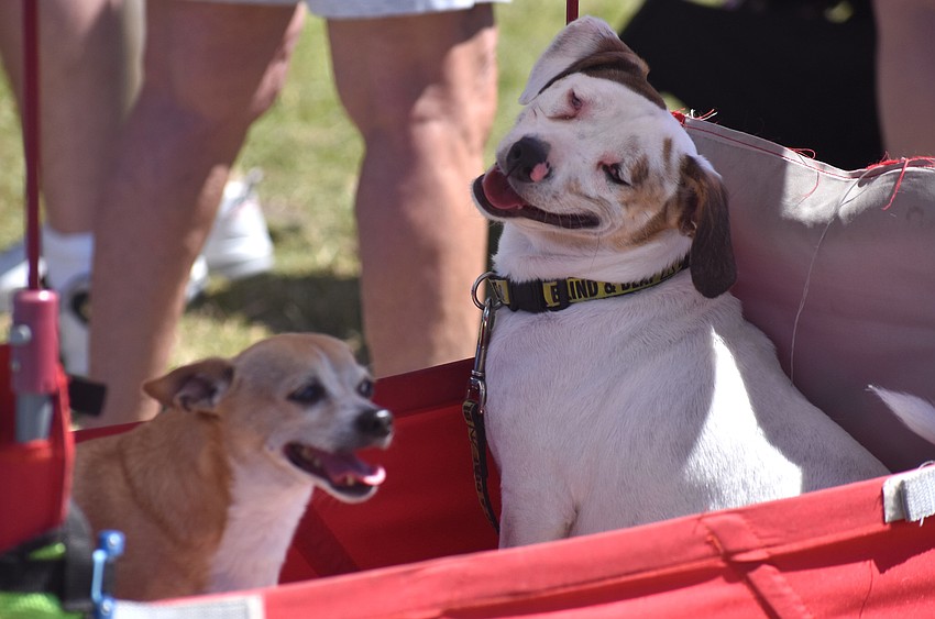 Bradenton's Tiny Tim, who is paralyzed in his back legs, and Keller, who is blind and deaf, come to My Hometown Fest every year.