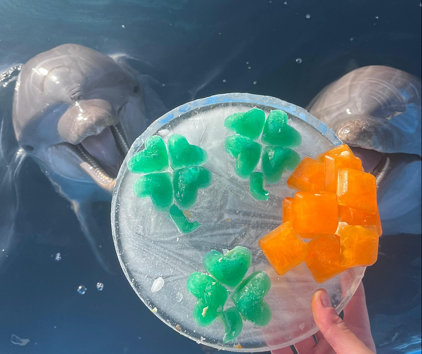 Marineland dolphins are given St. Patrick's Day treats. Courtesy of Marineland Dolphin Adventure