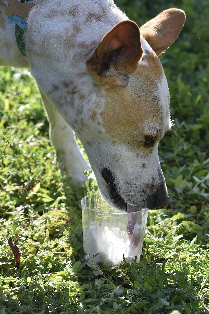 Tanya and Carl Poleschner's dog Max makes quick work of some whipped cream during the pie eating contest.