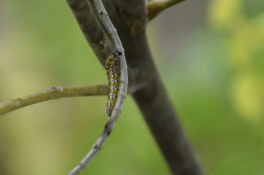 A genista caterpillar climbs in a tree in the microforest.