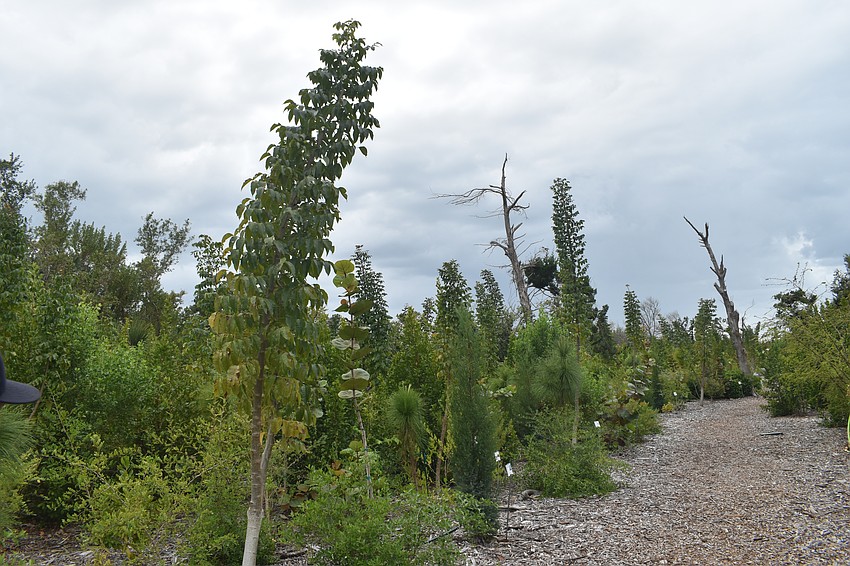 Attendees had a chance to walk through the neighborhood's microforest. The forest was created using the Miyawaki method, which includes the use of lots of native plants, close density of planting, and pre-planted layers of vegetation. The forest contains a layer of cardboard intended to promote fungal growth, and invasive plants were mulched on site for use on the pathway.