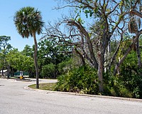 The oval median at Bay Isles Road will be refreshed in a landscaping project that will uproot the unkempt plants in the median.