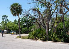 The oval median at Bay Isles Road will be refreshed in a landscaping project that will uproot the unkempt plants in the median.
