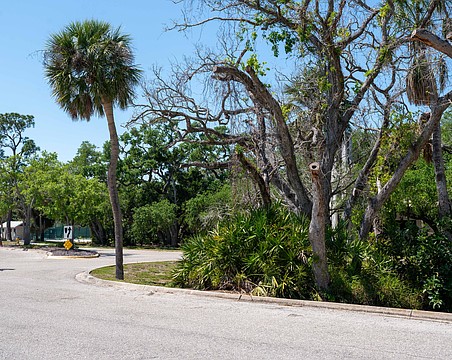 The oval median at Bay Isles Road will be refreshed in a landscaping project that will uproot the unkempt plants in the median.
