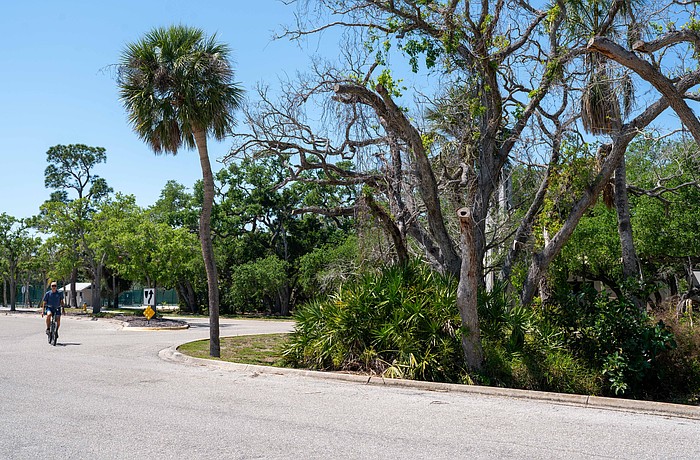 The oval median at Bay Isles Road will be refreshed in a landscaping project that will uproot the unkempt plants in the median.