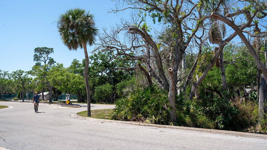 The oval median at Bay Isles Road will be refreshed in a landscaping project that will uproot the unkempt plants in the median.