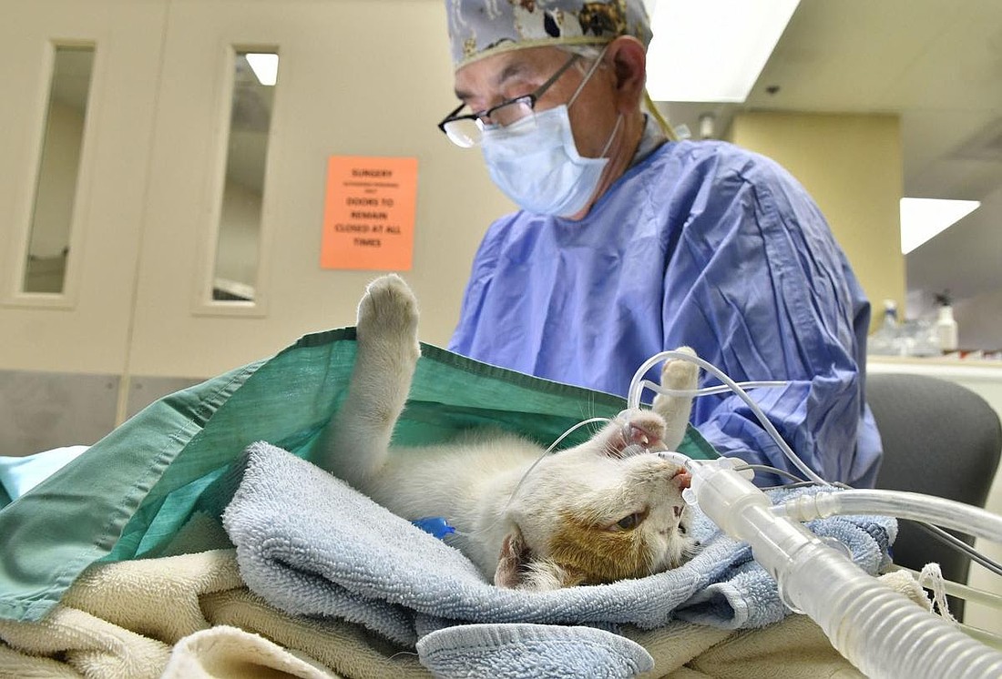 Halifax Humane Society is offering 5-cent male cat neuter surgeries from April 1 to June 30, with a goal to complete 900 procedures in 90 days to control overpopulation. Courtesy photo
