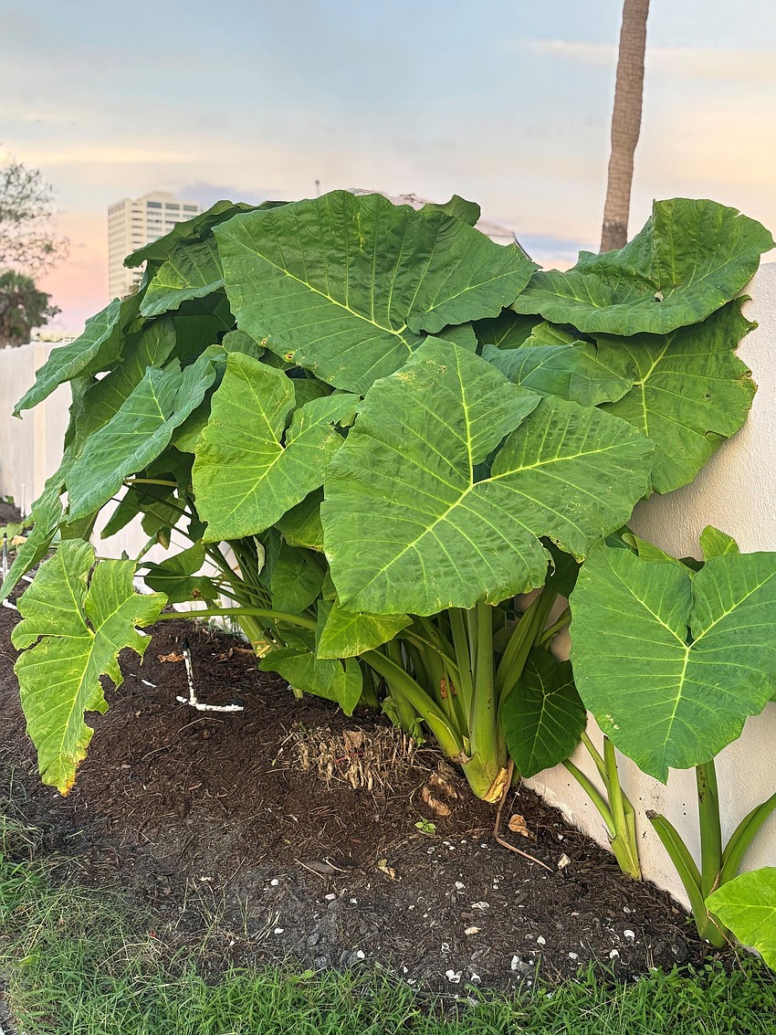 Kelly Taylor took this photo of some Longboat Key greenery.