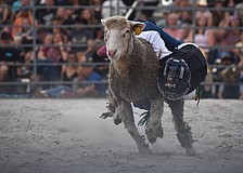 Sarasota's Harlyn Voyles, 7, holds on for dear life during the mutton busting at Dakin Dairy Farms' Bull Bash April 4.
