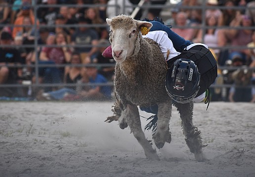 Sarasota's Harlyn Voyles, 7, holds on for dear life during the mutton busting at Dakin Dairy Farms' Bull Bash April 4.