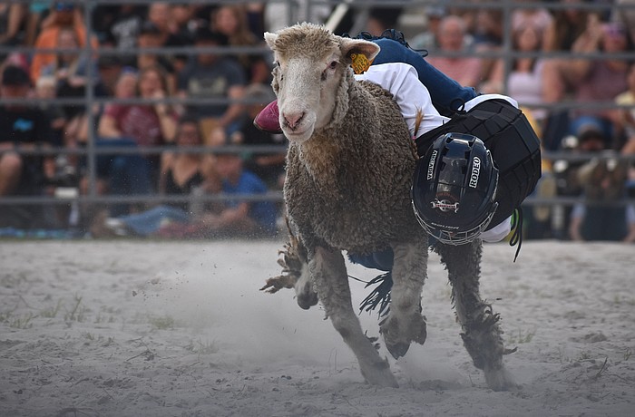 Sarasota's Harlyn Voyles, 7, holds on for dear life during the mutton busting at Dakin Dairy Farms' Bull Bash April 4.