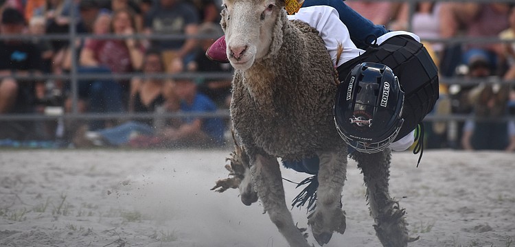 Sarasota's Harlyn Voyles, 7, holds on for dear life during the mutton busting at Dakin Dairy Farms' Bull Bash April 4.