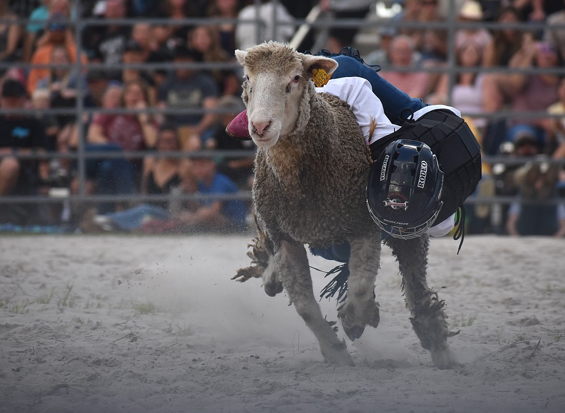 Sarasota's Harlyn Voyles, 7, holds on for dear life during the mutton busting at Dakin Dairy Farms' Bull Bash April 4.