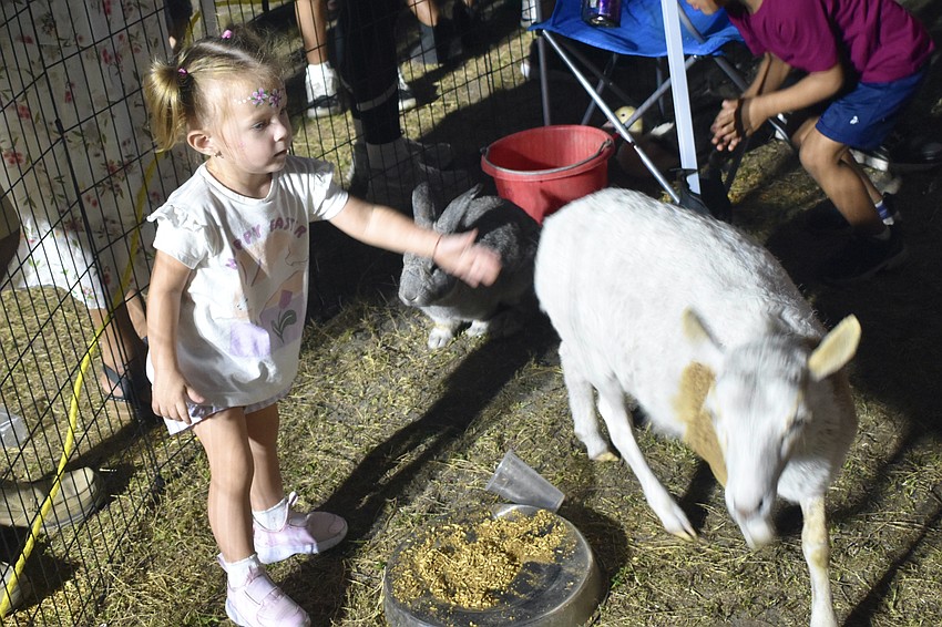 Ariana Stoice, 2, chases a goat.