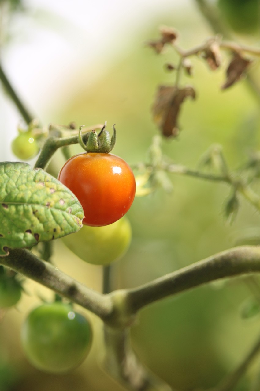 Teacher Kirsten Hazelton said her 2nd-graders at Southside Elementary love seeing vegetables like cherry tomatoes grow in their own patch of the school garden. She gets to teach hands-on lessons on the science of photosynthesis and related topics while they get the chance to be culinary adventurers.
