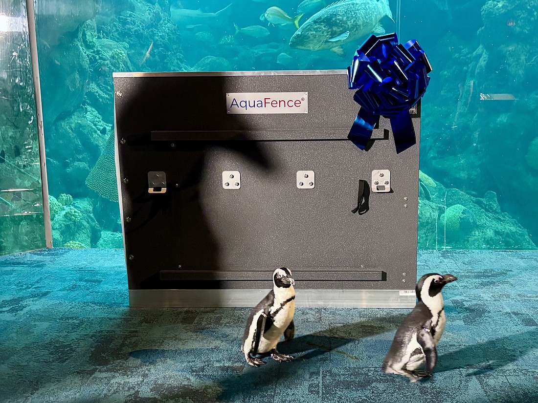 Penguins waddle past a section of AquaFence flood barrier inside The Florida Aquarium.